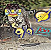 ninjavsbear43